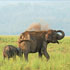 Corbett National Park